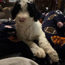 Thursday - Parti male Goldendoodle puppy in Suring, Wisconsin from Black Oak Doodles