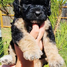Groucho Barks - Black white and tan male Cockapoo puppy in Indiahoma, Oklahoma from Phamily Doodles