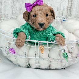 Donner - Red  female Goldendoodle puppy in Otisville, Michigan from Danie’s Darling Doodles LLC