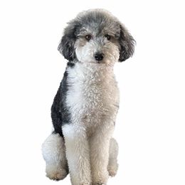 Palmer - Bernedoodle