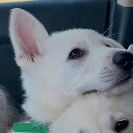 Casper - White male German Shepherd puppy in Yuba City, California from Barton’s German Shepherds