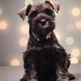 Penelope's Yellow - Salt and pepper female Miniature Schnauzer puppy in Houston, Texas from Haughton Farm
