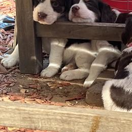 English Springer Spaniel Puppies from Desert Shadow Springers