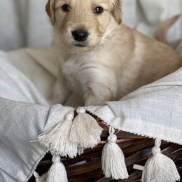 Goldendoodle Puppies from Libby Lou’s Goldendoodles