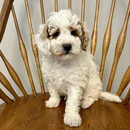 Bean - Cream male Goldendoodle puppy in Crawford, Mississippi from Magnolia State Poodles and Doodles