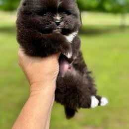 SCAR - Black male Pomeranian puppy in Willis, Texas from Treasured Jewels Pomeranians