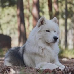 Prosecco - Siberian Husky