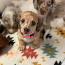 Sparkle Smash - Dapple female Dachshund puppy in Lebanon, Tennessee from Thomas Dachshunds