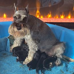 Your choice - Black female Miniature Schnauzer puppy in Clark County, Washington from Eden Valley Miniature Schnauzers