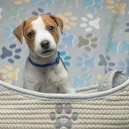 Blue Collar Boy - Tri-color male Jack Russell Terrier puppy in Santa Clarita, California from Fair Dinkum Jack Russell Terriers