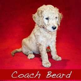 Coach Beard - Goldendoodle puppy in Boise, Idaho from Doodle Waggle