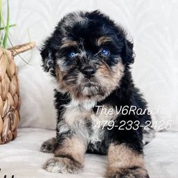Aussiedoodles, Australian Shepherds, Goldendoodles, and Sheepadoodles from V6 Ranch Dogs