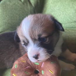 Scooby - Sable male Pembroke Welsh Corgi puppy in Adairsville, Georgia from R&R Corgis
