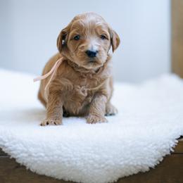 Light pink - Mulan - Red  female Goldendoodle puppy in Duncan, South Carolina from Abner Creek Poodles & Doodles