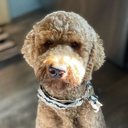 Goldendoodles from Oodles of Doodles