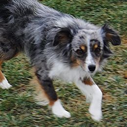 Spartacus - Toy Australian Shepherd
