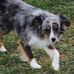 Spartacus - Toy Australian Shepherd