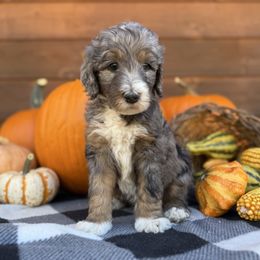 Flapjack - Tan Collar - Blue merle male Bernedoodle puppy in Buena Vista, Colorado from Mountain Poppy Bernedoodles
