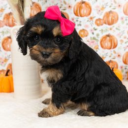 Cockapoo Puppies from Firm Foundation Cockapoos