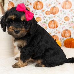 Cockapoo Puppies from Firm Foundation Cockapoos