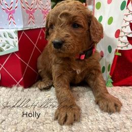 Holly - Red  female Goldendoodle puppy in Rienzi, Mississippi from Saddle Hill Farms