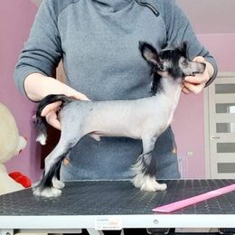 Diego - Chinese Crested