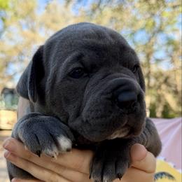 Lita - Gray female Cane Corso puppy in Briggs, Texas from Capital City Corso’s