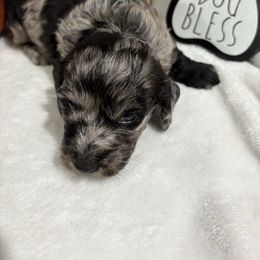 Silky wire dapple - Dapple male Dachshund puppy in Pleasant Plains, Arkansas from JGBs Dachshunds