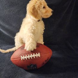 Goldendoodle Puppies from Hampton Blu Doodles