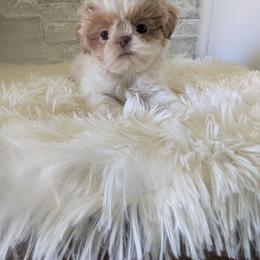 Dutton - Liver and white male Shih Tzu puppy in West Pawlet, Vermont from Morgan's Shih Tzus