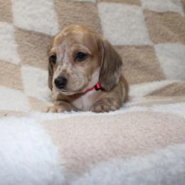 Sparkle Smash - Dapple female Dachshund puppy in Lebanon, Tennessee from Thomas Dachshunds