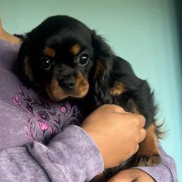 Ms.Cellie - Black and tan female Cavalier King Charles Spaniel puppy in Beaverton, Oregon from Feray Valoir cavaliers