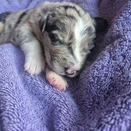 Isaac - Blue merle male Australian Shepherd puppy in Harrodsburg, Kentucky from Triple M Aussies