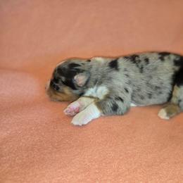 Gus - Blue merle male Australian Shepherd puppy in Kingman, Arizona from Long Mt Aussies
