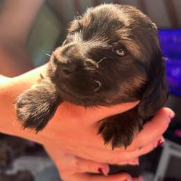 Ollie - Cream male Dachshund puppy in Proctor, Montana from Blue Star Dachshunds