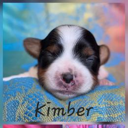 Kimber - Black tan and white female Biewer Terrier puppy in Brilliant, Ohio from ORBiT Ohio River Biewer Terriers