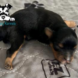 Black n red - Black male Miniature Schnauzer puppy in Kaufman, Texas from KK’s Krazy Kennels