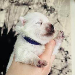 Simon - White male Pomeranian puppy in St. Louis, Missouri from Saint Louis Pomeranian babies