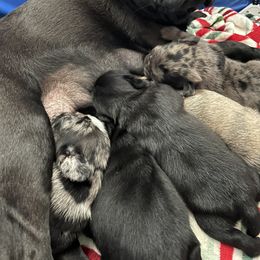 Pug Puppies from Love Pugs