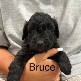 Bruce orange collar - Black male Whoodle puppy in Pima, Arizona from Schmidt's K9s