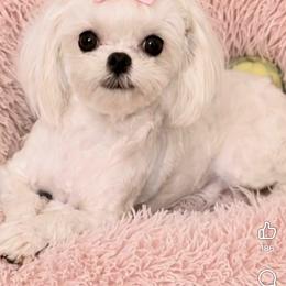 Chole - Maltese