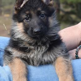 Blue and Teal - Black and red male German Shepherd puppy in Florissant, Colorado from Vom Dortmunder German Shepherds