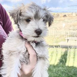 Miniature Schnauzer Puppies from Schnauzers on Robinson Lane