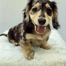 Guardianship Home (NY, NJ or CT) Billie - Black and cream female Dachshund puppy in Mohegan Lake, New York from Truehearted Miniature Dachshunds