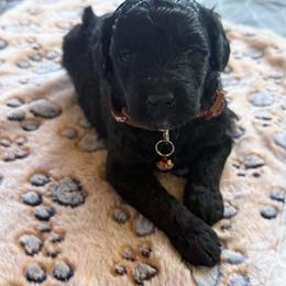 Magic - Black and white male Aussiedoodle puppy in Deer Park, Washington from Doodle Paw Ranch