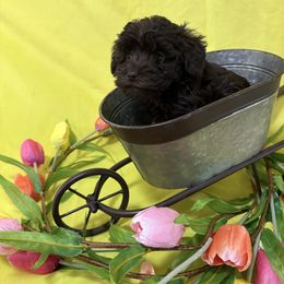 JP Red - Brown female Schnoodle puppy in Benson, North Carolina from A Bundle of Love