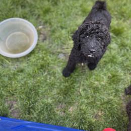 Poodle Puppies from Sarah’s Standards