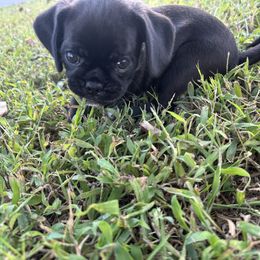 Koko - Black female Pug puppy in Indian Trail, North Carolina from Love Pugs