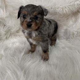 Miniature Australian Shepherd and Toy Australian Shepherd Puppies from Graceful Acres