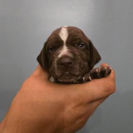 Yellow collar female - Liver and white female German Shorthaired Pointer puppy in New York from Bishop Kennels